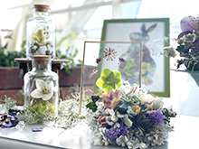 クリスマスローズ展