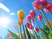 フラワースナップ‘early spring’