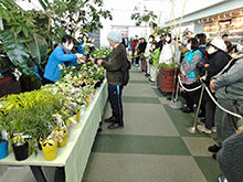 クリスマスローズ展示品販売会