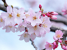 フラワースナップ ‘mid-spring’