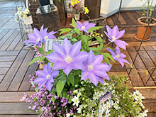 クレマチス展