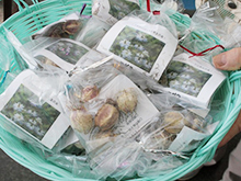 ふれあいまつり「花の種プレゼント」