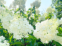 花修景