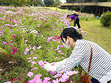 プチボランティア　コスモスの花がら摘み