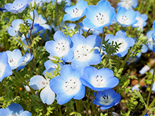 プチボランティア　コスモスの花がら摘み