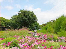 コキアと彩りの花壇