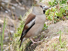 もくパラ自然観察会
