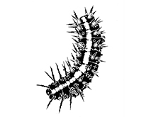 新春！動物・昆虫絵画展