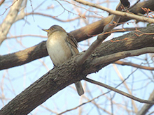 もくパラ自然観察会