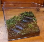 苔のテラリウムを作ろう