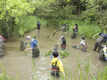 「水辺の生き物調査と特定外来生物の駆除体験」