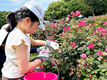 プチボランティア　バラの花ぷっちん