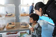 外国の昆虫と一緒に写真を撮ろう、触ってみよう