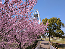 北側の桜