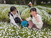 ネモフィラ畑のお手入れ体験