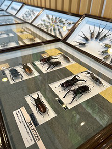 世界のカブクワ大集合展