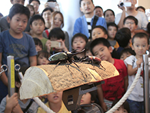 帰ってきた世界のカブクワ対戦