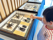 世界のカブクワ大集合展