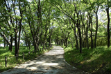 河畔林と水辺の散歩道