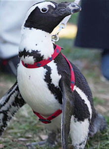 アウトドアマルシェ