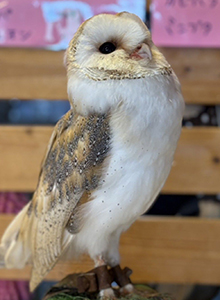 アウトドアマルシェ